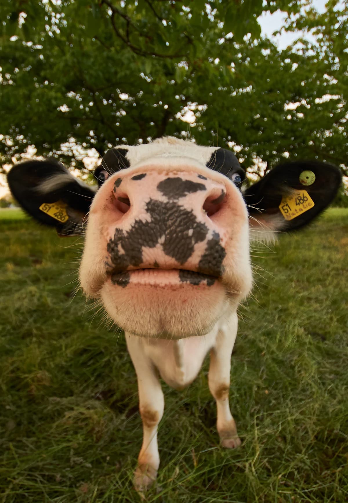 Raw Milk Laws by State: Where You Can Buy and Sell (2026)