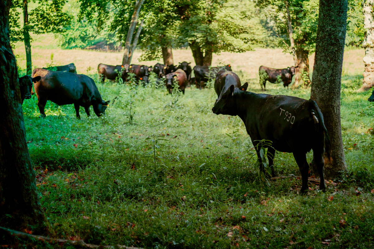 Beef cattle grazing on open pasture on a working homestead