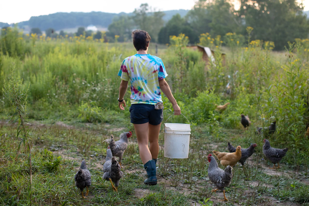 Free-range backyard chickens foraging in a yard