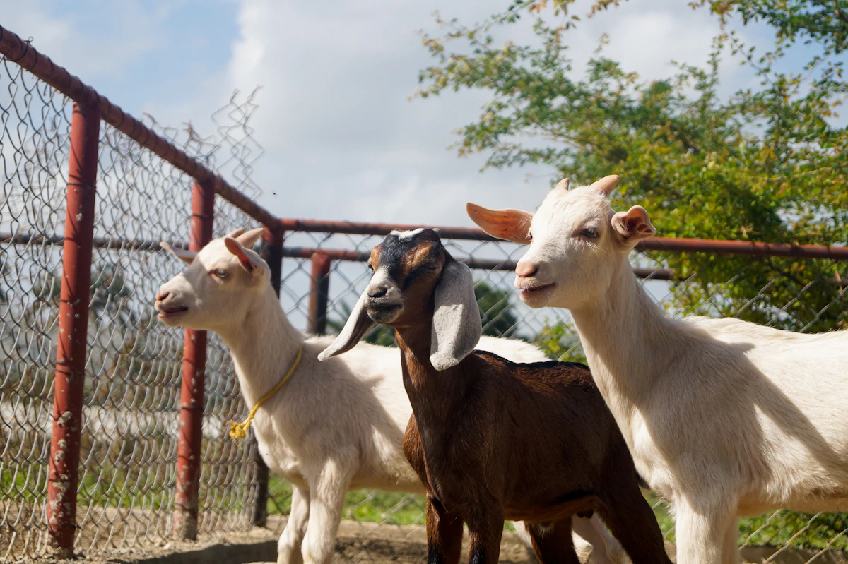 Goats grazing on a small homestead