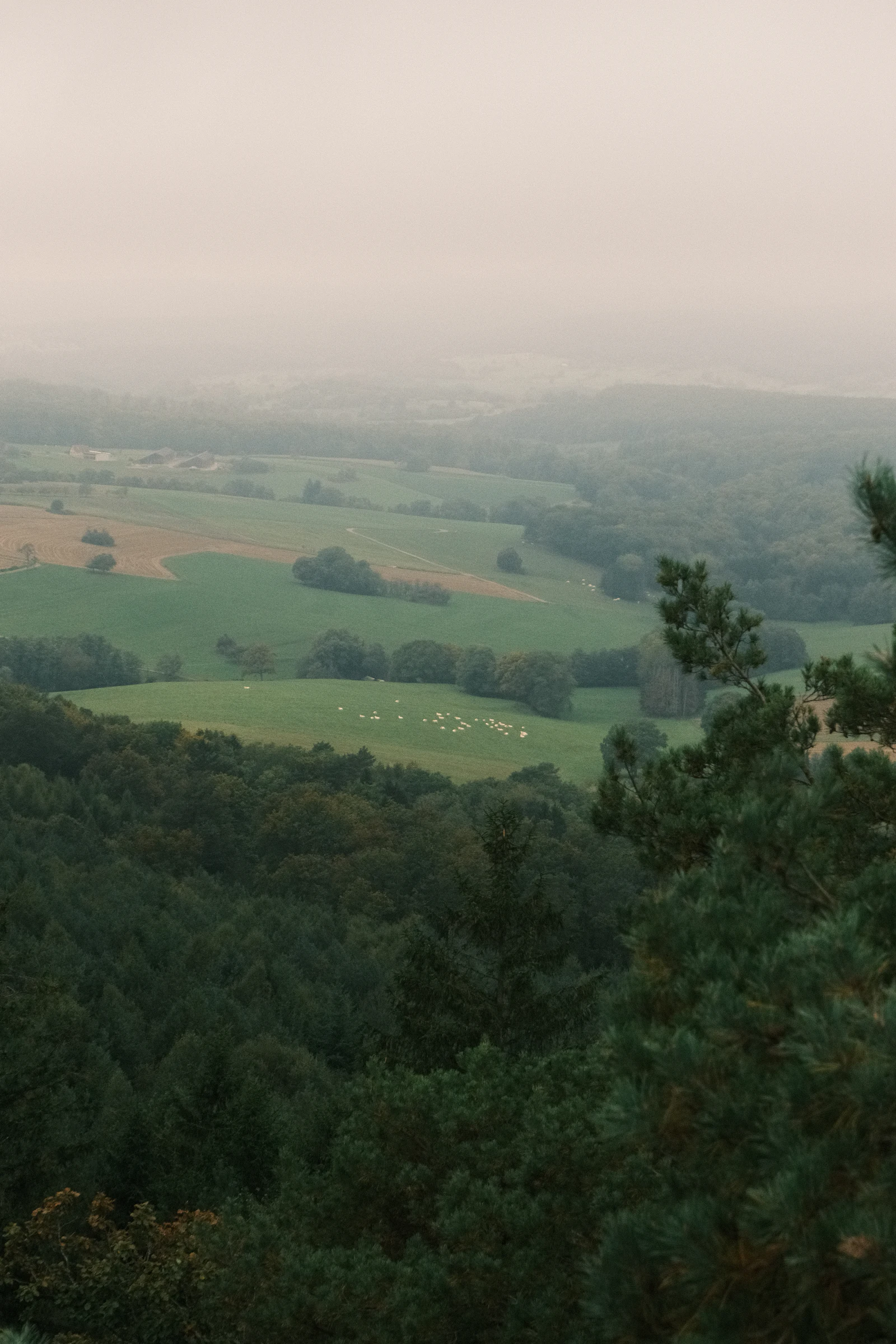 Rolling green homestead pasture with grazing sheep below forested ridges