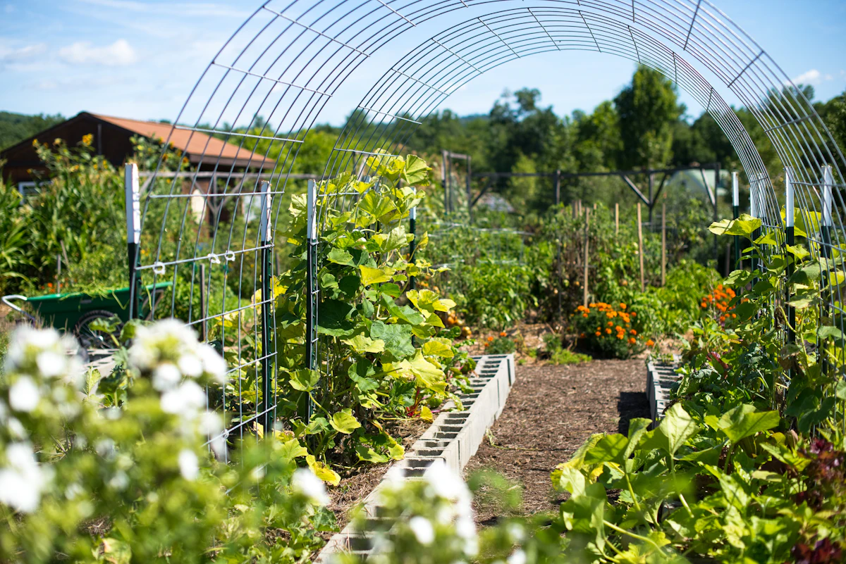 A beginner's raised-bed vegetable garden, a low-cost way to start homesteading