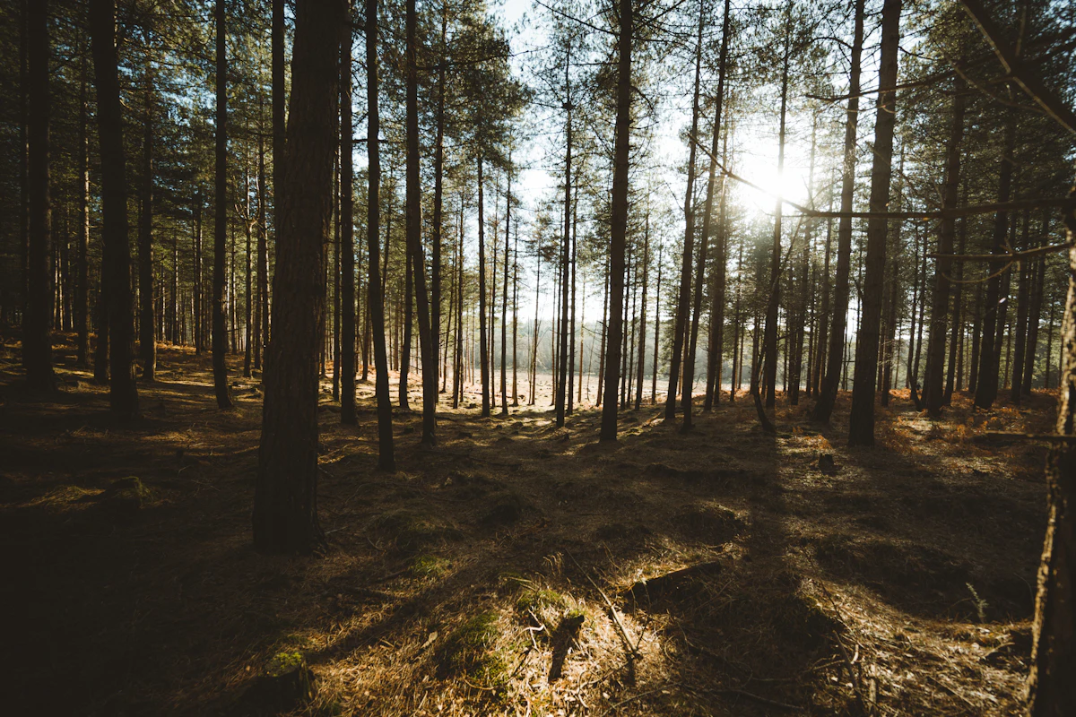 Sunlight filtering through the trunks of a pine forest