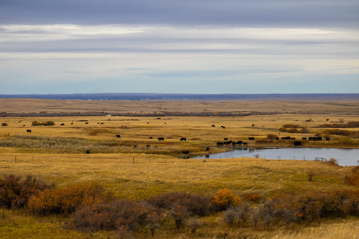Cattle grazing across a vast open prairie ranch under a wide sky